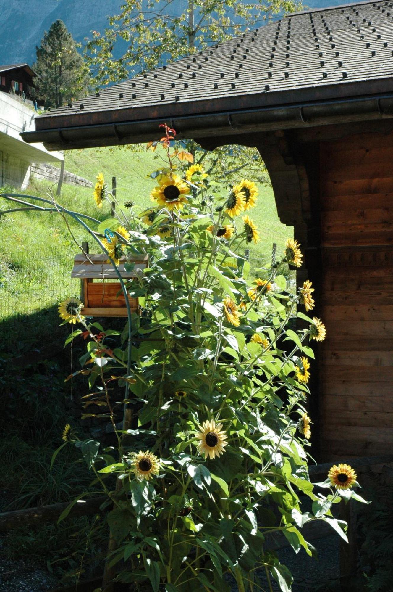 Hotel Alpenhof Grindelwald Exterior foto